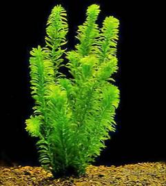 Piante Egeria per acquario