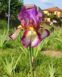 5 Rizomi iris Germana Varietà da collezione