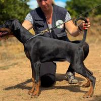 Femmina Nera Dobermann