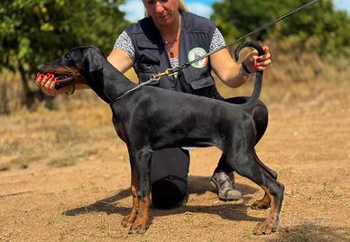 Femmina Nera Dobermann