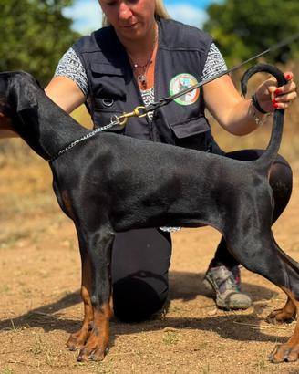 Femmina Nera Dobermann