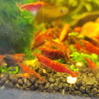 Caridine Rosse e Rili