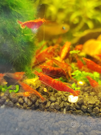 Caridine Rosse e Rili