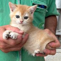 Cuccioli di british shorthair golden
