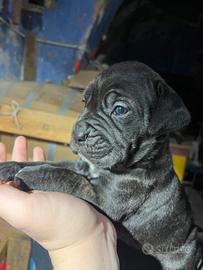 Cuccioli cane corso