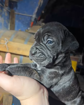 Cuccioli cane corso
