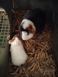 Porcellini D'india Razza US Teddy