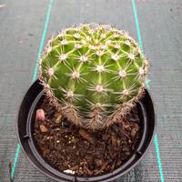 piante grasse mondo echinopsis 