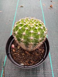 piante grasse mondo echinopsis 