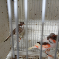 Canarini 2025 pronti per le cove