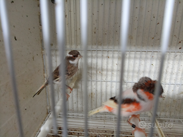 Canarini 2025 pronti per le cove