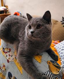 Cucciolo British Shorthair