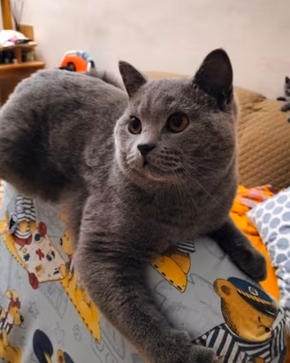 Cucciolo British Shorthair