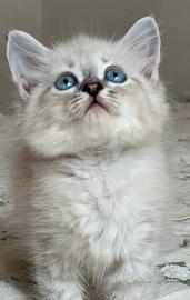 Cuccioli gatto siberiano su prenotazione