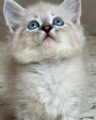 Cuccioli gatto siberiano su prenotazione