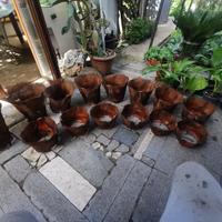 corteccia retata di palma