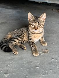 Gattini