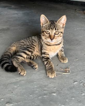Gattini