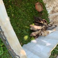 Anatre mute marroni grigie e bianche