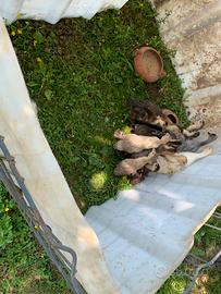 Anatre mute marroni grigie e bianche