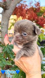 Chihuahua piccolissimo maschio lilac pelo lungo