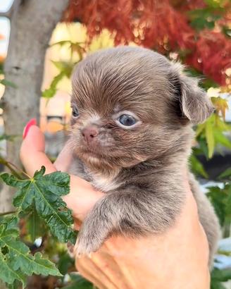 Chihuahua piccolissimo maschio lilac pelo lungo
