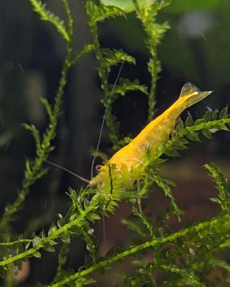 Neocaridine Davidi "Yellow Neon" selezionate