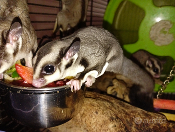 Petauro dello zucchero