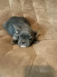 Cucciolo di Bulldog francese Blue Poket