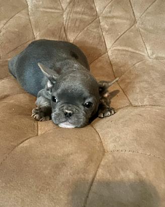 Cucciolo di Bulldog francese Blue Poket