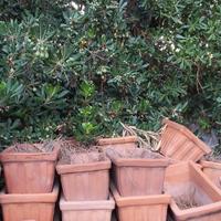 VASI IN TERRACOTTA DI DIVERSA MISURA