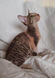 Gattina don sphynx 3 mesi