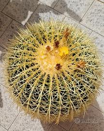 Echinocactus Grusonii Brevispinus