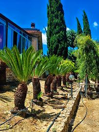 Cycas