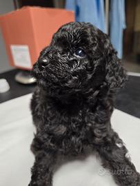 Barboncino toy maschio