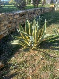 AGAVE AMERICANO
