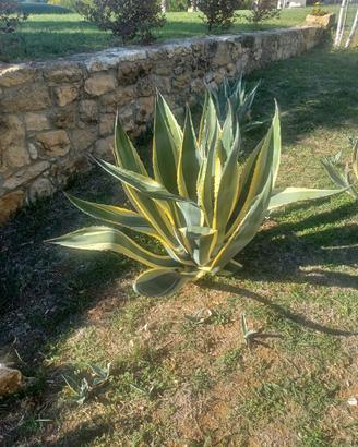AGAVE AMERICANO