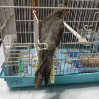 Calopsite allevata a mano