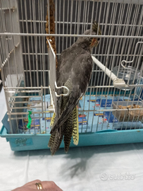 Calopsite allevata a mano