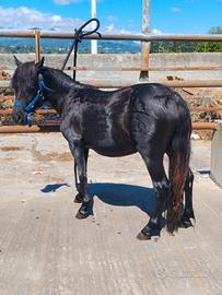 Pony femmina