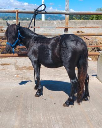 Pony femmina