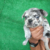 Bulldog francese merle