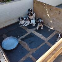 Cuccioli Springer Spaniel