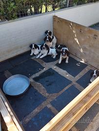 Cuccioli Springer Spaniel