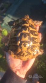 Tartaruga