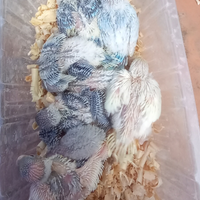 Pulli di pappagalli cocoriti