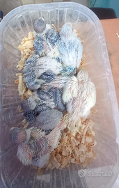 Pulli di pappagalli cocoriti