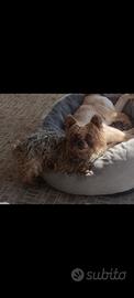 YourkShire Terrier in Adozione in tutta Italia