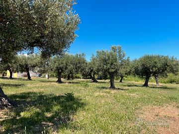 Vendita terreno agricolo/edificabile, vista mare
