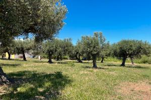 Vendita terreno agricolo/edificabile, vista mare